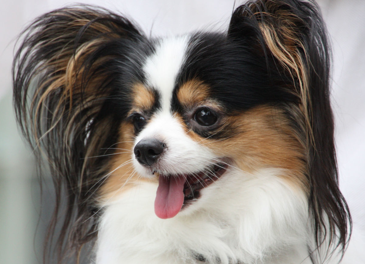 Papillon